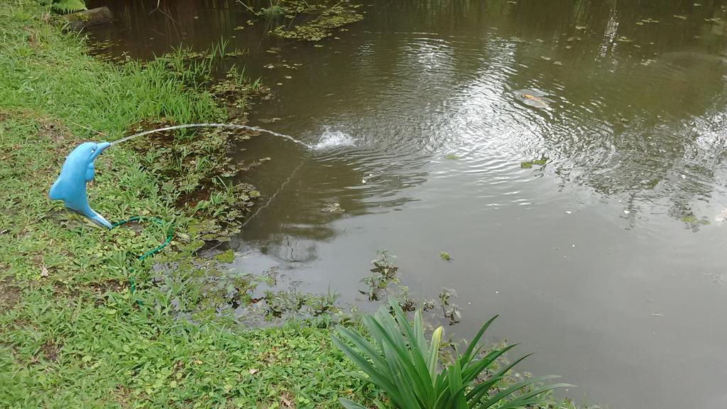 Sitio E Pousada Recanto Dos Ipes Teresópolis Eksteriør bilde
